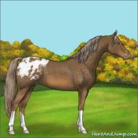 Horse Color:Chocolate Palomino Roan Appaloosa
