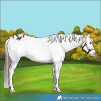 Horse Color:White Spotted Bay Appaloosa 