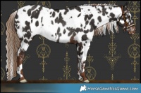 Horse Color:White Spotted Liver Chestnut Near Leopard Rabicano 