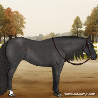 Horse Color:Liver Red Roan 