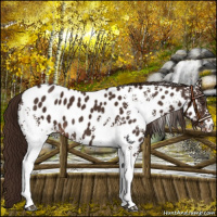 Horse Color:White Spotted Liver Chestnut Appaloosa 