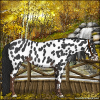 Horse Color:Liver Red Roan Appaloosa 