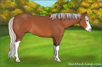 Horse Color:Silver Bay Splash 