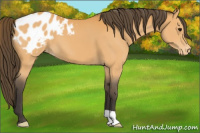 Horse Color:Buckskin Appaloosa 
