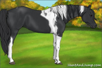 Horse Color:Black Tobiano 