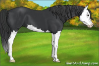 Horse Color:Black Splash 