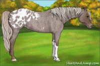 Horse Color:Silver Blue Roan Appaloosa