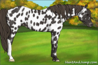 Horse Color:Smoky Black Appaloosa 