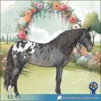 Horse Color:Black Appaloosa Rabicano 