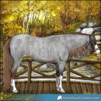 Horse Color:Liver Red Roan Appaloosa 