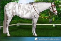 Horse Color:Liver Red Roan Appaloosa 