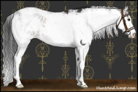 Horse Color:Brown Sabino Appaloosa 