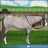 Horse Color:Liver Red Roan Varnish 