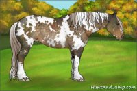 Horse Color:White Spotted Chocolate Palomino Rabicano 