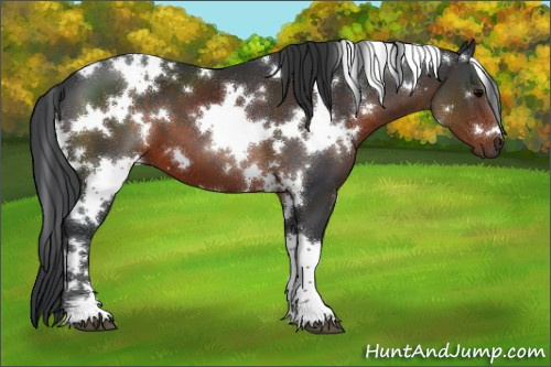 Horse Color:White Spotted Brown 