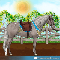 Horse Color:Silver Black Appaloosa 