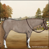 Horse Color:Liver Red Dun Roan 