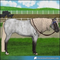 Horse Color:Liver Red Roan 