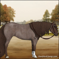 Horse Color:Liver Red Roan