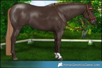Horse Color:Liver Chestnut 