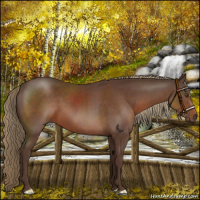 Horse Color:Liver Chestnut 