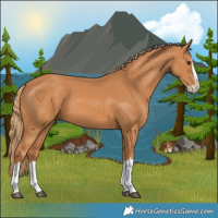 Horse Color:Chestnut Splash 
