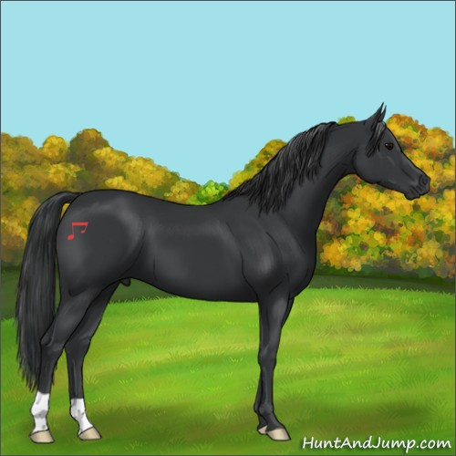 Horse Color:Black 