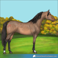 Horse Color:Brown Dun 
