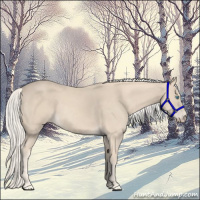 Horse Color:Cremello 
