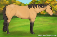 Horse Color:Buckskin 