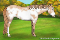 Horse Color:Gold Champagne Frame 