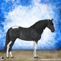 Horse Color:Platinum Brown Tobiano Rabicano
