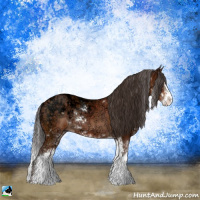 Horse Color:Bay Ice Sabino Rabicano 