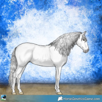 Horse Color:Gray Brown Sabino Splash Rabicano 