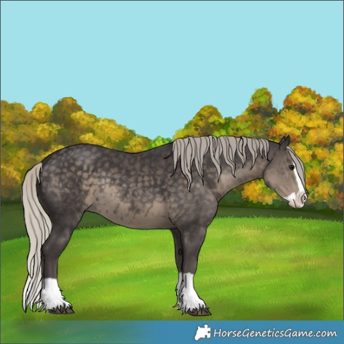 Horse Color:Silver Smoky Black Splash Rabicano 