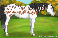 Horse Color:Bay Splash Appaloosa 