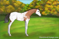 Horse Color:Bay Roan Splash Near Fewspot 