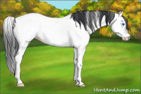 Horse Color:Blue Roan Splash Appaloosa 