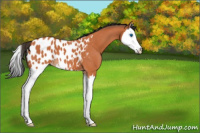 Horse Color:Bay Roan Splash Appaloosa 