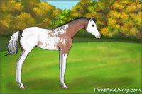 Horse Color:Bay Roan Splash Appaloosa Rabicano 
