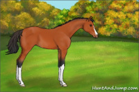 Horse Color:Bay 