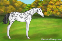Horse Color:Blue Roan Splash Appaloosa 