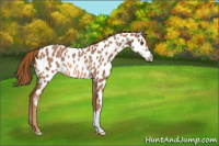 Horse Color:Chestnut Appaloosa Rabicano 