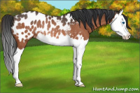 Horse Color:Bay Roan Splash Appaloosa Rabicano 