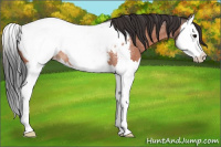 Horse Color:Bay Roan Splash Appaloosa 