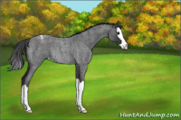 Horse Color:Blue Roan Splash Appaloosa Rabicano 