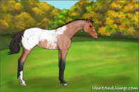 Horse Color:Bay Roan Appaloosa 