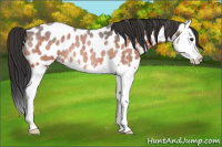 Horse Color:Bay Roan Splash Appaloosa Rabicano 