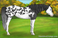 Horse Color:Blue Roan Splash Near Leopard 
