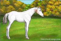 Horse Color:White Spotted Bay Dun Appaloosa 